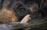 Elephant Eye