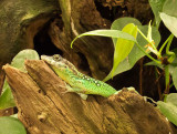 G10_1112.jpg Martinique Anole - Durrell Conservation Trust, Trinity - © A Santillo 2011 - © A Santillo 2011