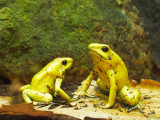 G10_1115.jpg Golden Poison Frog - Durrell Conservation Trust, Trinity - © A Santillo 2011 - © A Santillo 2011