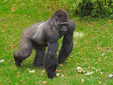 G10_1151.jpg Gorilla - Durrell Conservation Trust, Trinity -  A Santillo 2011 -  A Santillo 2011