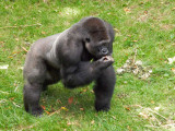 G10_1153.jpg Gorilla - Durrell Conservation Trust, Trinity - © A Santillo 2011 - © A Santillo 2011
