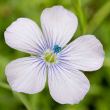 IMG_6203.jpg Unknown flower - Clarence Battery, Saint Peter Port - © A Santillo 2014