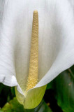IMG_6447-Edit.jpg Arum Lily - Sausmarez Manor, Saint Martin - © A Santillo 2014