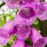 IMG_6450-Edit.jpg Foxglove, Sausmarez Manor, Saint Martin - © A Santillo 2014