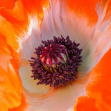 IMG_6471-Edit-Edit.jpg Poppy (Papaver) - Victor Hugo's House, Hautville, Saint Peter Port, Guernsey - © A Santillo 2014