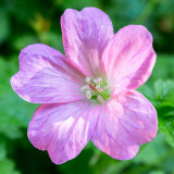 IMG_6473-Edit.jpg Geranium - Victor Hugo's House, Hautville, Saint Peter Port, Guernsey - © A Santillo 2014