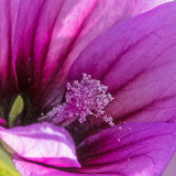 img_6338.jpg Tree Mallow - Richmond Headland, Vazon Bay, Saint Saviour - © A Santillo 2014