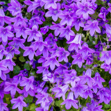 IMG_6975.jpg Campanula - Samarès Manor, St Clements - © A Santillo 2016