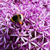 IMG_6977.jpg Bee collecting pollen from an Allium - Samarès Manor, St Clements - © A Santillo 2016