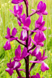 IMG_7014.jpg Loose Flowered Orchid - Le Noir Pré, Chemin de l'Ouziere, St Ouen - © A Santillo 2016