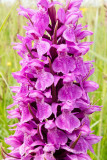 IMG_7017.jpg Spotted Orchid - Le Noir Pré, Chemin de l'Ouziere, St Ouen - © A Santillo 2016