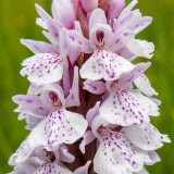 IMG_7022-Edit.jpg Spotted Orchid - Clos de Seigneur Meadow, Chemin de l'Ouziere, St Ouen - © A Santillo 2016