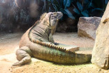 IMG_7036.jpgjpg Cuban Iguana - Durell Wildlife Park, La Profonde Rue, Trinity - © A Santillo 2016