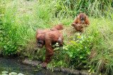 IMG_7052.jpg Sumatran Orangutan - Durell Wildlife Park, La Profonde Rue, Trinity - © A Santillo 2016