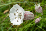 IMG_7124.jpg Sea Campion - Grosnez Point, St Ouen - © A Santillo 2016