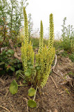 IMG_7160.jpg Navelwort - La Pulente, St Brelade - © A Santillo 2016