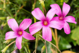 img_7007.jpg Unknown flower - La Pulente St Brelade - © A Santillo 2016
