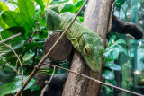 img_7038.jpg Martinique anole - Durell Wildlife Park, La Profonde Rue, Trinity - © A Santillo 2016