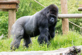 img_7045.jpg Gorilla - Durell Wildlife Park, La Profonde Rue, Trinity - © A Santillo 2016