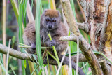 img_7057.jpg Alaotran Gentle Lemur - Durell Wildlife Park, La Profonde Rue, Trinity -  A Santillo 2016