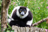 img_7059.jpg Black and White Ruffed Lemur - Durell Wildlife Park, La Profonde Rue, Trinity - © A Santillo 2016