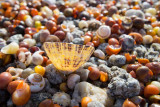 IMG_5906.jpg Shells on beach - Point Penmarch France -  A Santillo 2014