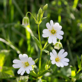 IMG_6080.jpg Greater Stitchwort - Stellaria Holostea - Plomelin Brittany France -  A Santillo 2014