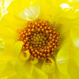 IMG_4749.jpg Dhalia, Hinton Ampner - © A Santillo 2013