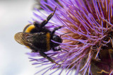 IMG_4751.jpg Bee and Thistle, Hinton Ampner - © A Santillo 2013