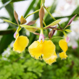 IMG_4827.jpg Epidendrum 'Plastic Doll' Orchidaceae - RHS Garden Wisley, Wisley - © A Santillo 2013