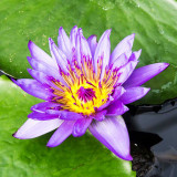 IMG_4834.jpg Nymphaea 'Director George T. Moore', Nymphaeaceae - RHS Garden Wisley, Wisley - © A Santillo 2013