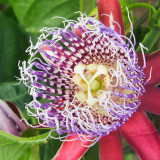 IMG_4836.jpg Passion Flower - Passiflora x violacea - RHS Garden Wisley, Wisley - © A Santillo 2013