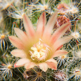 IMG_4844a.jpg Mammillaria Boscasana - RHS Garden Wisley, Wisley -  A Santillo 2013