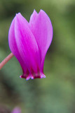 IMG_4861.jpg Cyclamen Hederifolium - RHS Garden Wisley, Wisley - © A Santillo 2013