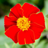 IMG_4868.jpg Unknown Flower - Nymans NT, Handcross - © A Santillo 2013