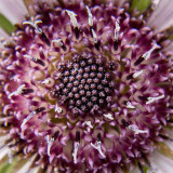 IMG_4886.jpg Berkheya Purpurea 'Zulu Warrior', South Africa - Nymans NT, Handcross - © A Santillo 2013
