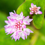IMG_4887.jpg Unknown flower - Nymans NT, Handcross - © A Santillo 2013