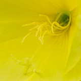 IMG_6714.jpg Unknown flower, Ventnor Bortanical Gardens - St Lawrence Ventnor - © A Santillo 2015
