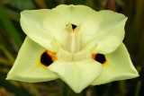 IMG_6718-Edit.jpg Unknown flower, Ventnor Bortanical Gardens - St Lawrence Ventnor - © A Santillo 2015