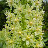 IMG_6721.jpg Unknown flower, Ventnor Bortanical Gardens - St Lawrence Ventnor - © A Santillo 2015