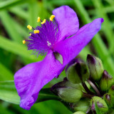 IMG_6724-Edit.jpg Tradescantia, Ventnor Bortanical Gardens - St Lawrence Ventnor - © A Santillo 2015
