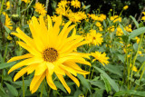 IMG_6741-Edit.jpg Unknown flower, Ventnor Bortanical Gardens - St Lawrence Ventnor - © A Santillo 2015