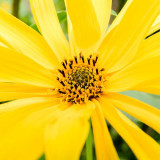IMG_6745-Edit.jpg Unknown flower, Ventnor Bortanical Gardens - St Lawrence Ventnor - © A Santillo 2015
