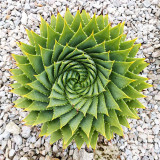 IMG_6750-Edit.jpg Aloe polyphylla, Ventnor Bortanical Gardens - St Lawrence Ventnor - © A Santillo 2015