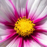 IMG_6866-Edit.jpg Cosmos, Osborne House, East Cowes - © A Santillo 2015