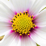 IMG_6867.jpg Cosmos, Osborne House, East Cowes - © A Santillo 2015