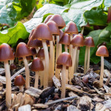 IMG_6872.jpg Mushrooms, Osborne House, East Cowes -  A Santillo 2015