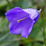 _MG_0888.jpg Bellflower - Scheuchzen near Lago di Chamolè, Pila Gressan, Pila, Valle d'Aosta - © A Santillo 2006