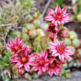 _MG_0889.jpg Sempervivium - near Lago di Chamolè, Pila Gressan, Valle d'Aosta - © A Santillo 2006