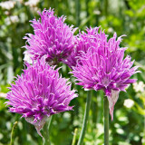 _MG_1061-Edit.jpg Unknown flower - Monte Bianco, Courmayeur, Valle d'Aosta - © A Santillo 2006